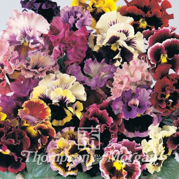 Viola wittrockiana Can-Can Mixed Hybrid F1 (zaad) - Grootbloemige viool