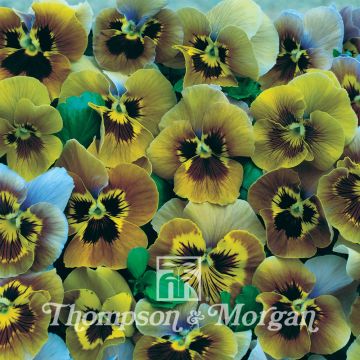 Viola wittrockiana Envy (zaad) - Grootbloemige viool