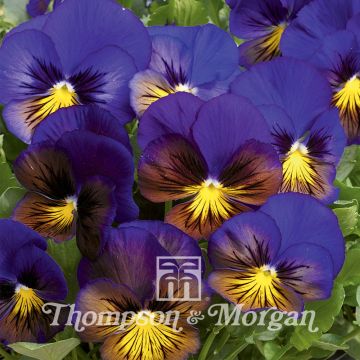Viola wittrockiana Karma Blue Butterfly F1 (zaad) - Grootbloemige viool
