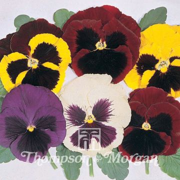 Viola wittrockiana Majestic Giants Mixed F1 (zaad) - Grootbloemige viool