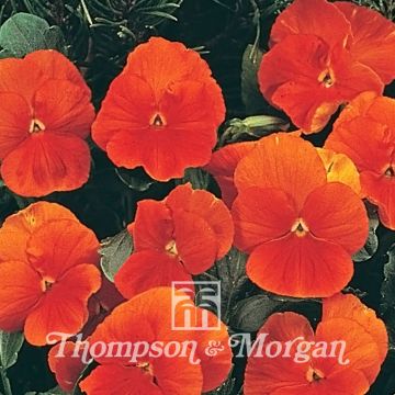 Viola wittrockiana Padparadja F2 (zaad) - Grootbloemige viool