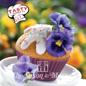 Viola wittrockiana Tasty F1 (zaad) - Grootbloemige viool