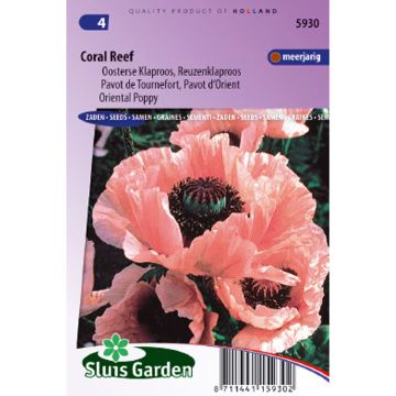 Papaver orientale Coral Reef (zaad) - Oosterse papaver