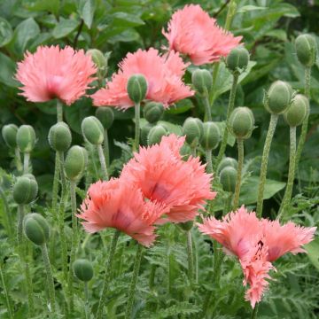 Papaver orientale Pink Ruffles - Oosterse papaver