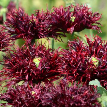 Papaver somniferum Black Swan (zaad) - Eenjarige slaapbol
