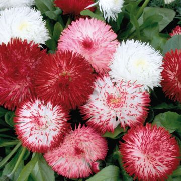 Madeliefje Habanera Mix - Bellis perennis