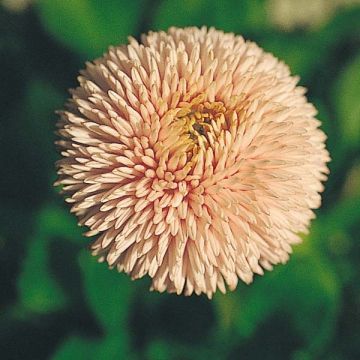 Madeliefje Robella - Bellis perennis