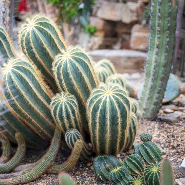 Parodia magnifica - Bolcactus