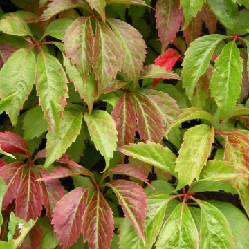 Parthenocissus quinquefolia Engelmannii - Wilde wingerd