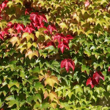 Parthenocissus tricuspidata Veitchii Robusta - Wilde wingerd