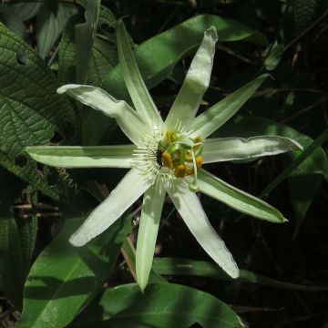 Passiflora mucronata - Passiebloem