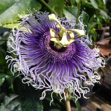 Passiflora Byron Beauty - Passiebloem
