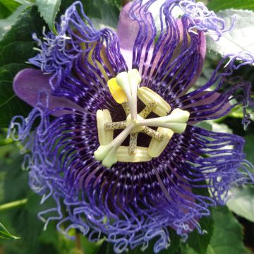 Passiflora Essenza - Passiebloem