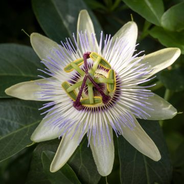 Passiflora caerulea Clear Sky - Blauwe passiebloem