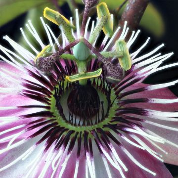 Passiflora Eden - Passiebloem