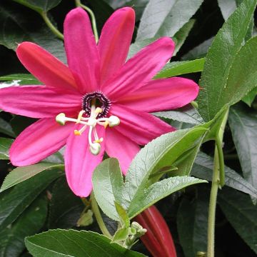 Passiflora exoniensis - Passiebloem
