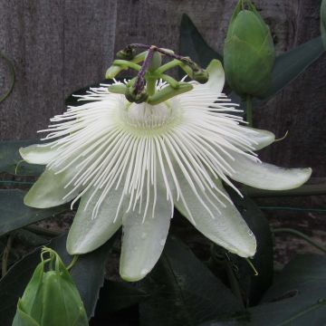 Passiflora Snow Queen - Passiebloem