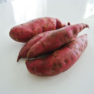 Zoete aardappel Murasaki 29 (jonge planten)