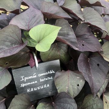 Zoete aardappel Paradise Kaukura (jonge planten)