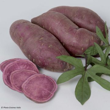 Zoete aardappel Paradise Tahiti (jonge planten in perspotjes)