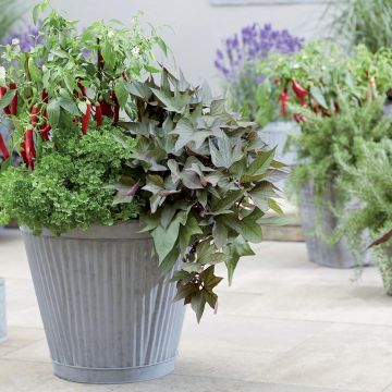 Zoete aardappel Paradise Takatoto (jonge planten in perspotjes)