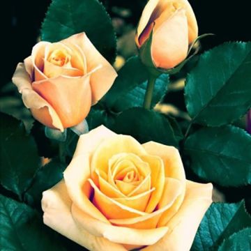 Rosa Paul Ricard - Grootbloemige roos