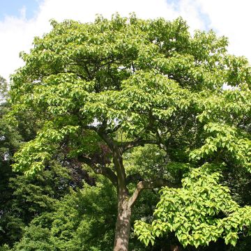 Paulownia tomentosa - Anna Paulownaboom