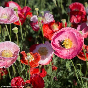 Papaver rhoeas De Reconvilier BIO - Grote klaproos