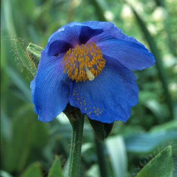 Meconopsis sheldonii - Blauwe papaver