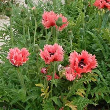 Papaver orientale Clochard - Oosterse papaver