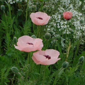 Papaver orientale Queen Alexandra - Oosterse papaver