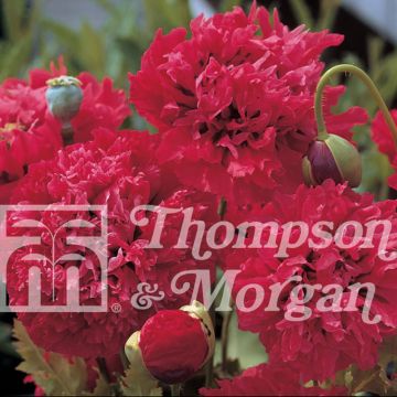 Papaver somniferum Red Pom Pom's (zaad) - Eenjarige slaapbol