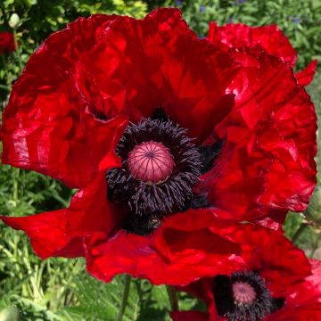 Papaver orientale Heartbeat - Oosterse papaver