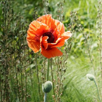 Papaver orientale Harvest Moon - Oosterse papaver