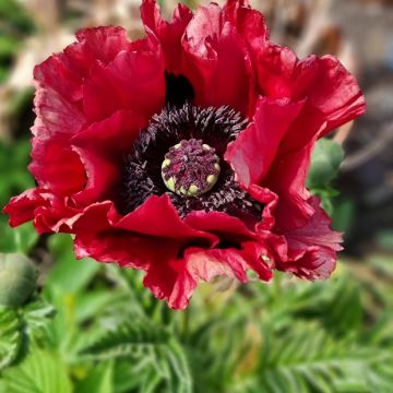 Papaver orientale Red Rumble - Oosterse papaver