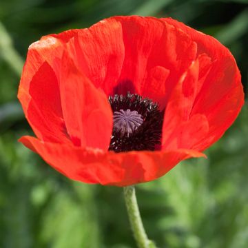 Papaver orientale Allegro - Oosterse papaver