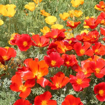 Eschscholzia californica Red Chief (zaad) – Slaapmutsje