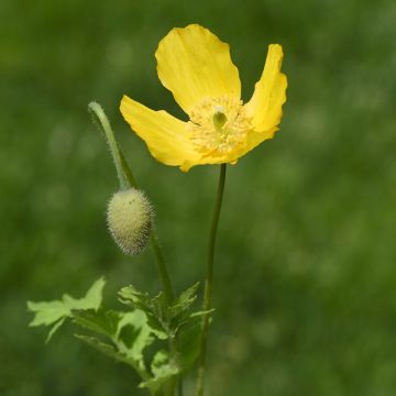 Meconopsis cambrica - Schijnpapaver