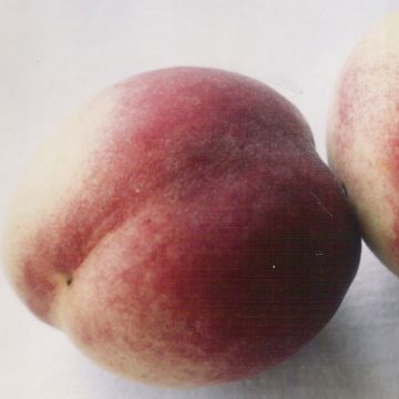 Perzik De Vigne Blanche