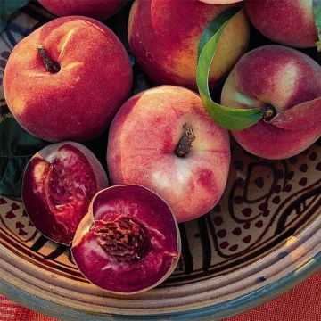 Bloedperzik Sanguine de Savoie Georges Delbard