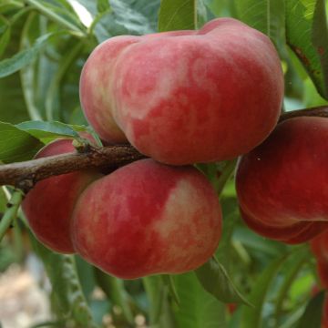 Platte perzik Sauzee Bel