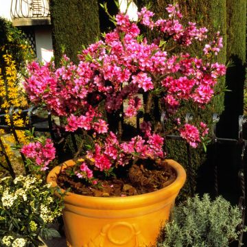 Dwergperzik Diamond Zaipevi