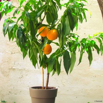 Dwergperzik Fruit Me Peach Me Yellow