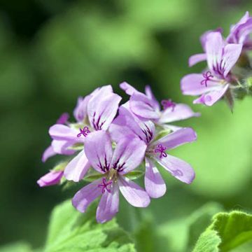 Pelargonium Atomic Snowflake - Citroengeranium