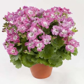 Pelargonium Bermuda Pink - Engelse geranium
