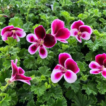 Pelargonium Angel's Perfume - Engelse geranium