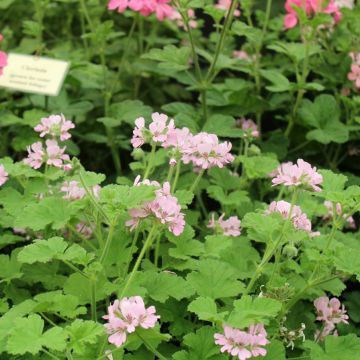 Pelargonium Attar of Roses - Geurgeranium