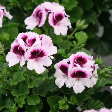 Pelargonium Mosquitaway Lizzy - Citroengeranium