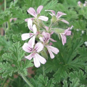Pelargonium fragrans - Geurgeranium