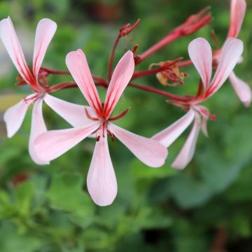 Pelargonium acetosum - Botanische pelargonium